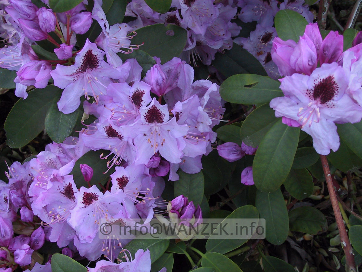 Rhododendron Humboldt 05.JPG